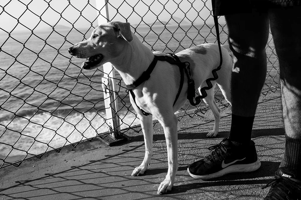 Classic Gotham | H-Harness