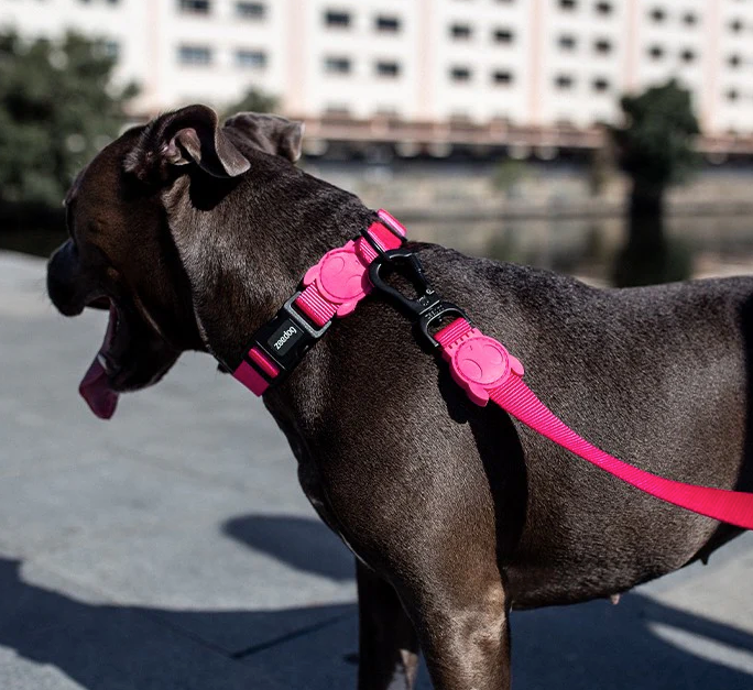 Classic Pink LED | Leash