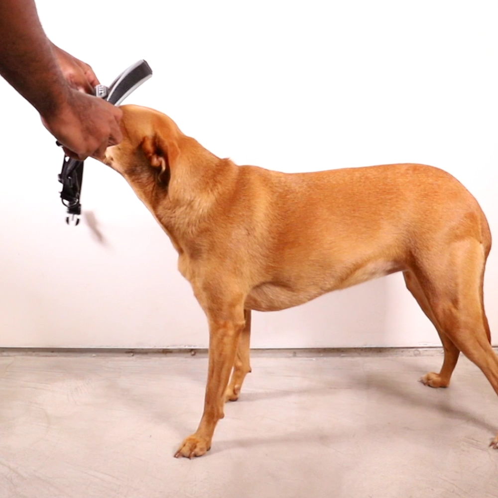 Swell | SofterWalk Harness