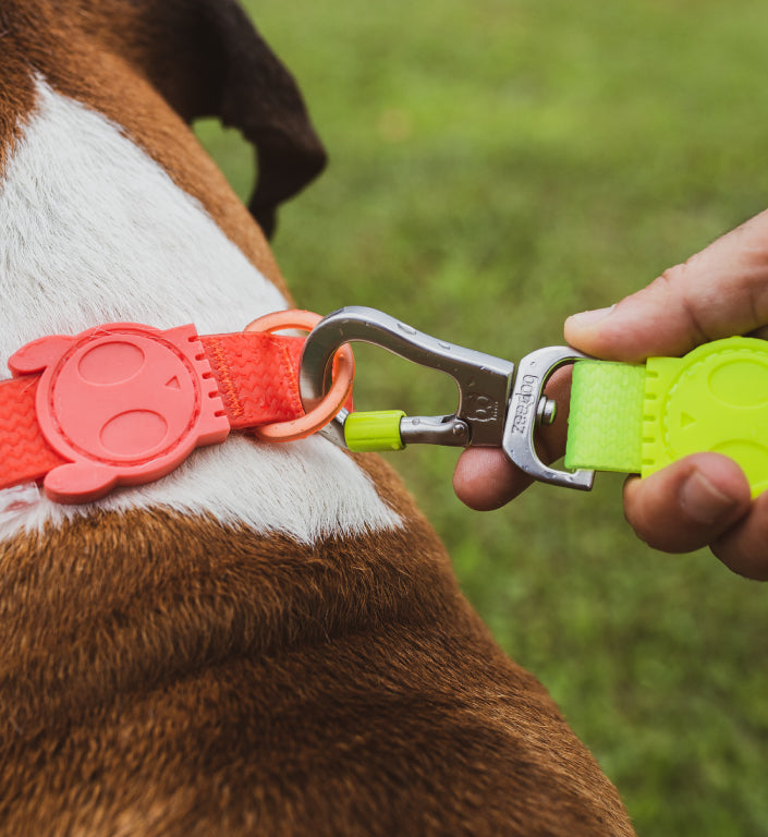 Classic Neopro Lime | Leash