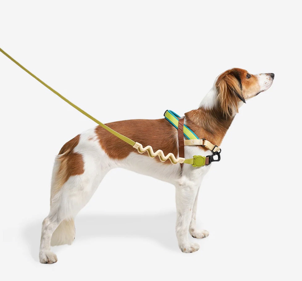 Avocado | SofterWalk Harness