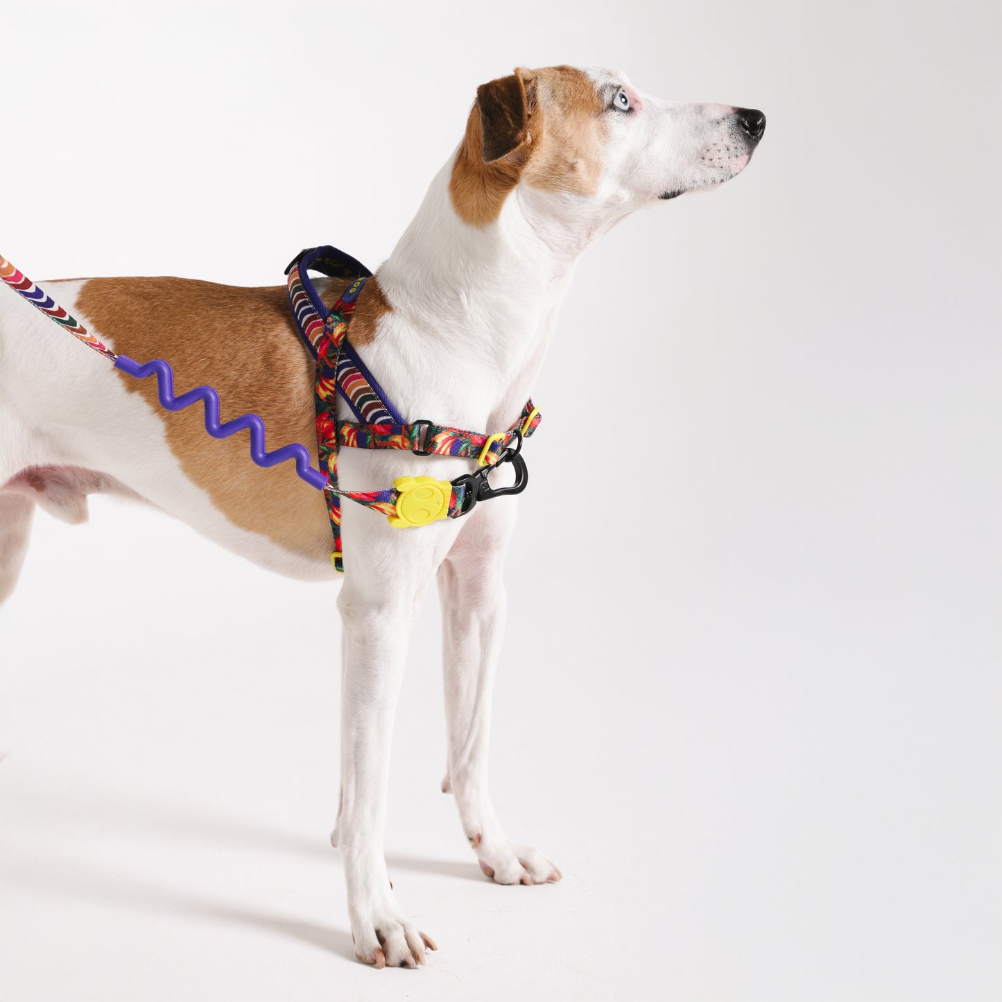 Samba | Softer Walk Harness