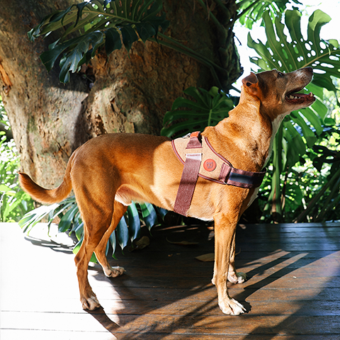Naturals Cocoa | FlyHarness