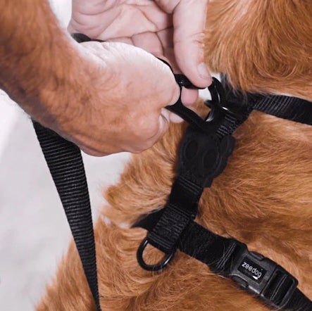 Classic Pink LED | H-Harness