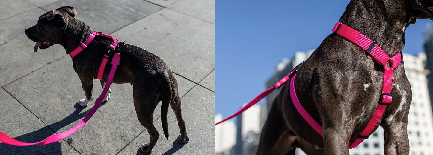 Classic Pink LED | H-Harness