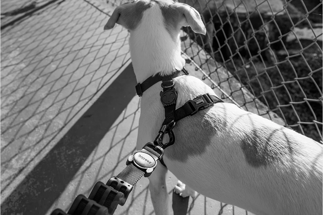 Classic Gotham | H-Harness