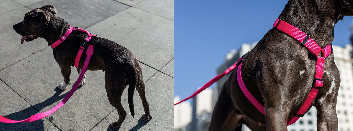 Classic Pink LED | Leash