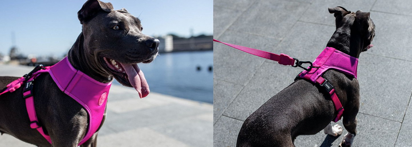 Classic Pink LED | Leash
