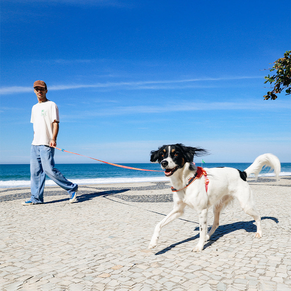 Long Leash | Segundo