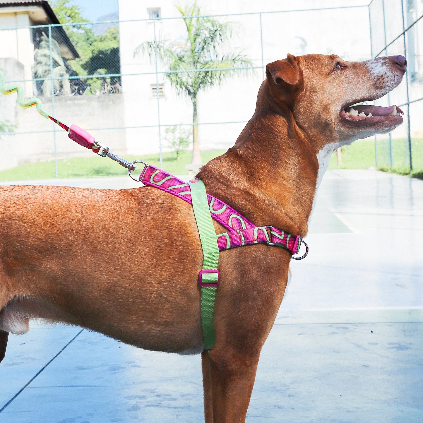 H3D Jelly | Soft Walk Harness