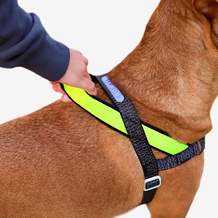 Nox | Softer Walk Harness