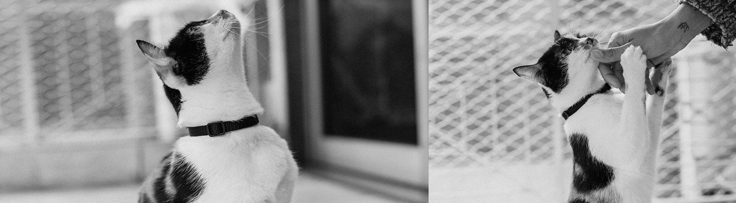 Classic Gotham | Cat Collar