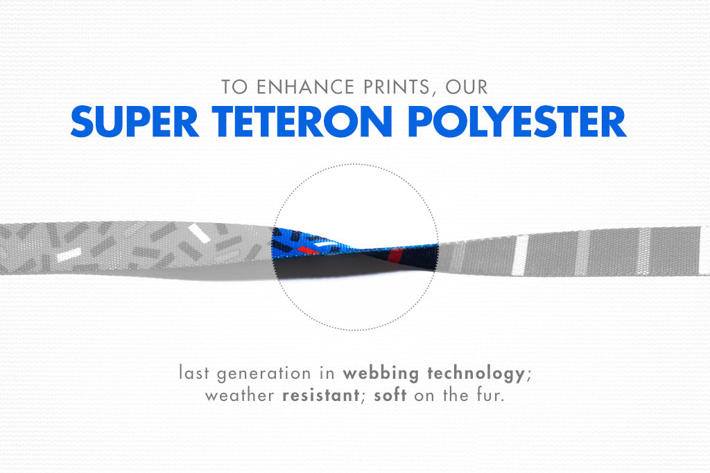 dog-collars-atlanta-zee-dog