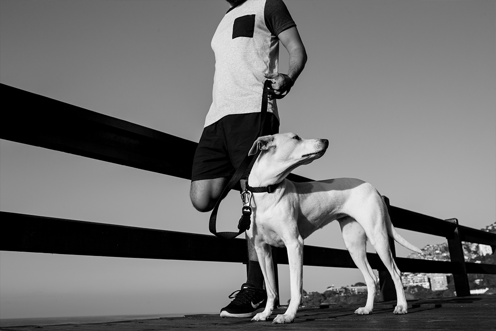 Classic Gotham | Collar