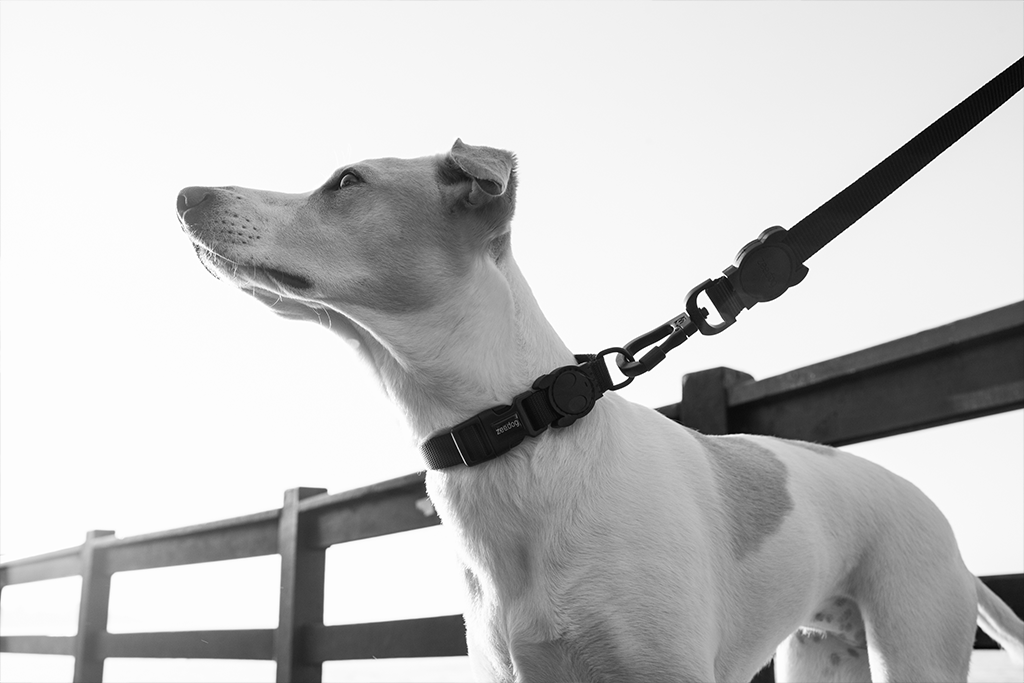 Classic Gotham | Collar