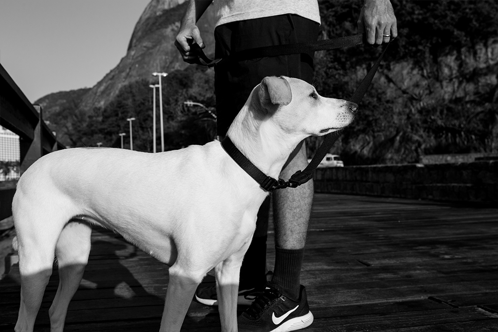 Classic Gotham | Collar