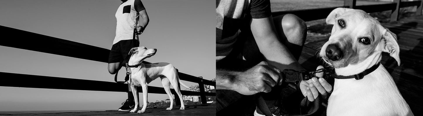 Classic Gotham | Collar