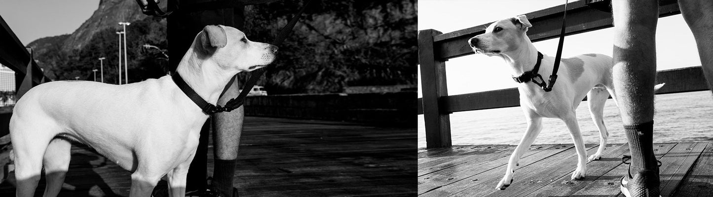 Classic Gotham | Collar