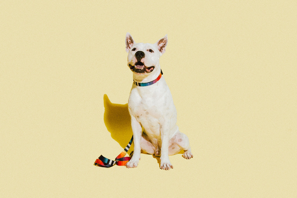 dog-collars-prisma-zee-dog