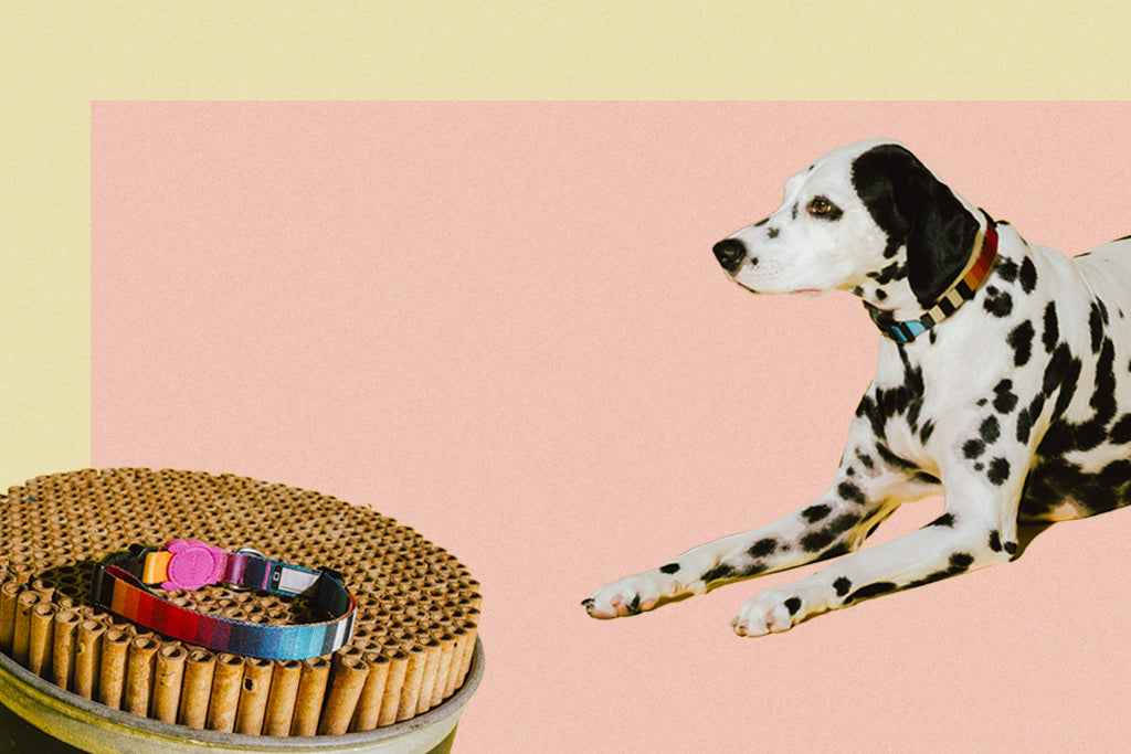 dog-collars-prisma-zee-dog