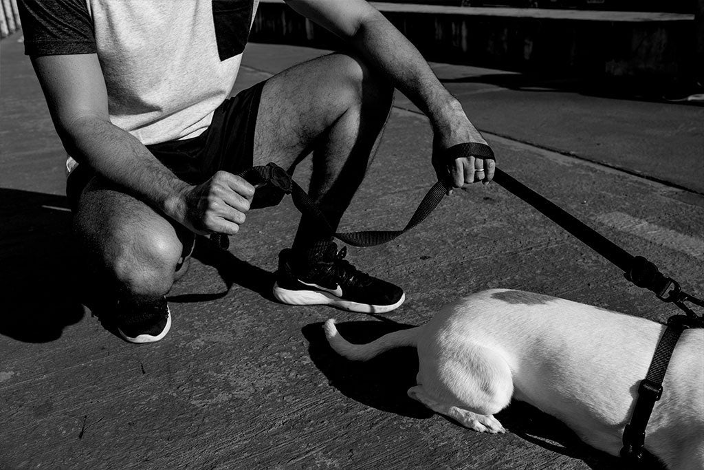 Classic Gotham | Leash