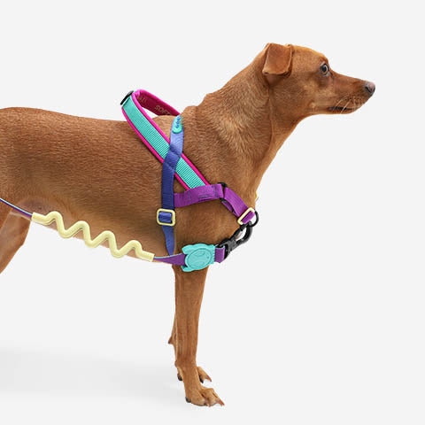 Shockwave | SofterWalk Harness