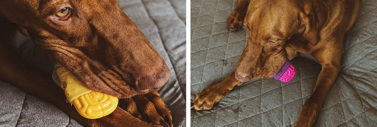 Brain Dead | Dog Toy