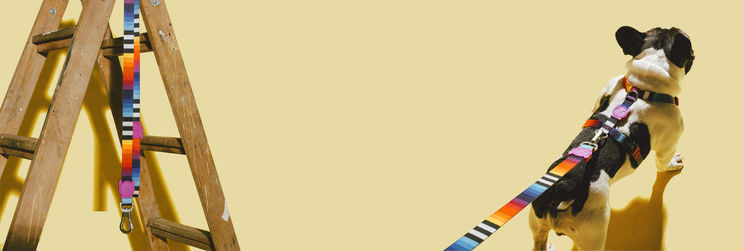 Classic Prisma | H-Harness