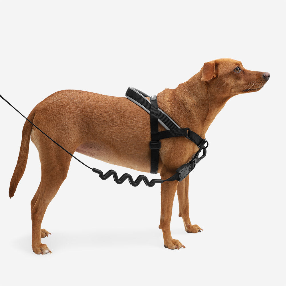 Classic Gotham | SofterWalk Harness