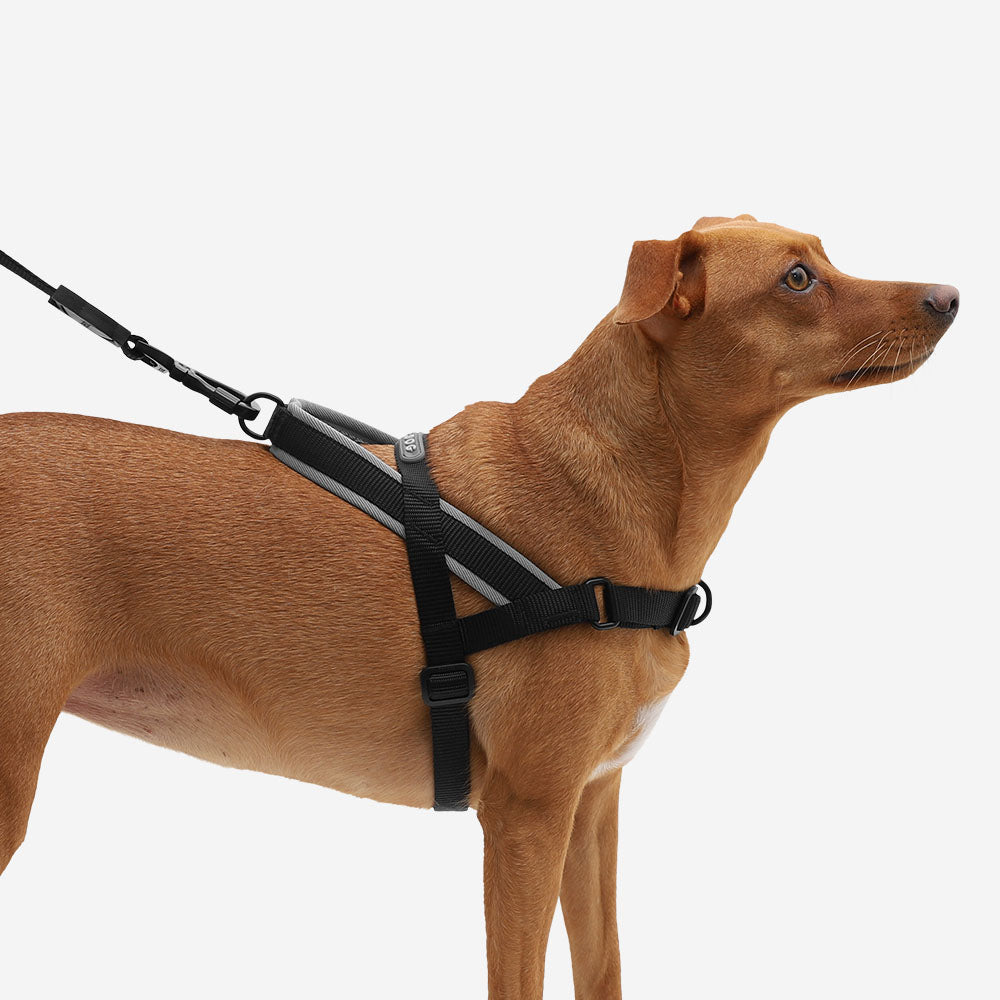 Classic Gotham | SofterWalk Harness