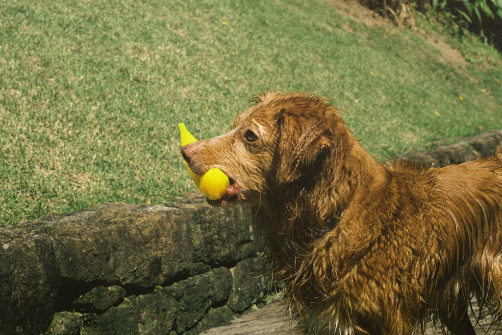 Dog playing with Super Banana Dog Toy | Zee.Dog